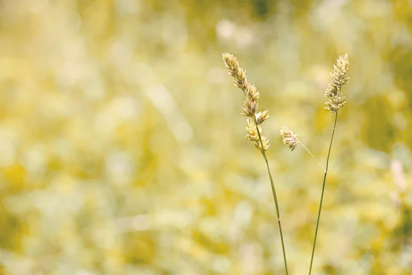 Травы злаковых в Медоу — стоковое фото