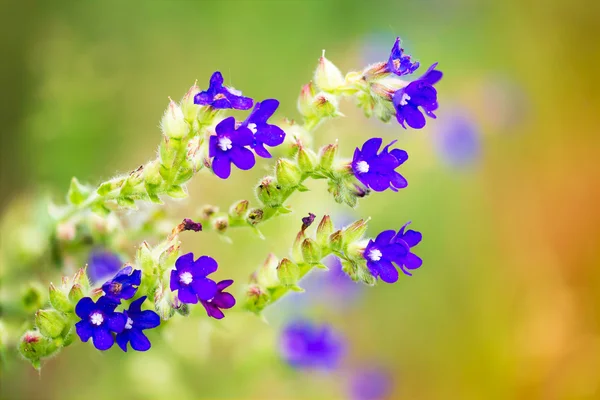ดอกไม้สีฟ้าในทุ่งหญ้า — ภาพถ่ายสต็อก