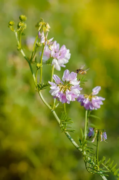 Bee Foraging and Clover — Stock Photo, Image