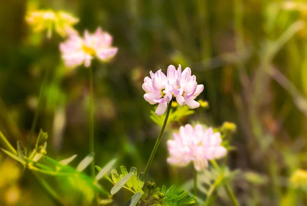 Fleurs de trèfle — Photo