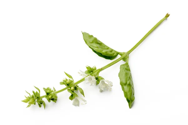 Flores de albahaca —  Fotos de Stock