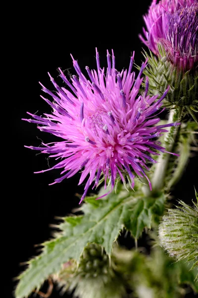 Thistle bloem — Stockfoto