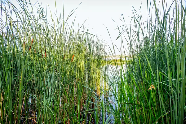 夏天靠近河流的芦苇 — 图库照片