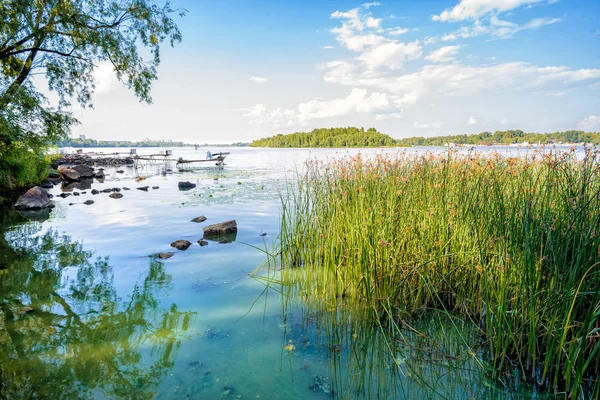 Reeds e rio Dnieper — Fotografia de Stock