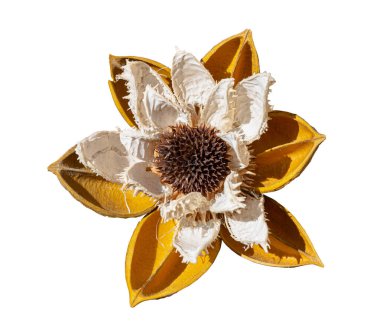 Dekoratif sarı ve beyaz çiçeğin ayrıntıları, beyaz arka planda izole edilmiş.