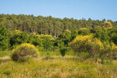 Pesaro ve Urbino, Marche, İtalya 'daki CCesane dağlarının manzarası. Sarı süpürgeler her yerde çiçek açıyor. Dağ çam ağaçlarıyla kaplıdır.