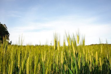 İtalya 'da, Pesaro ve Urbino yakınlarındaki yeşil buğday tarlası, İtalya Marşı. Tanelerin detaylarıyla kulakları kapatın.