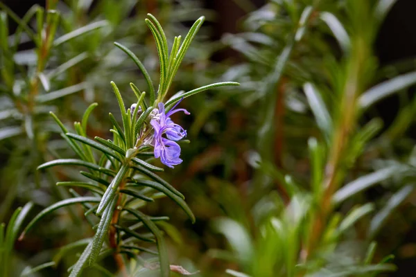 Närbild Violett Rosmarin Blomma Italien Våren Rosmarin Utmärkt Växt Att — Stockfoto