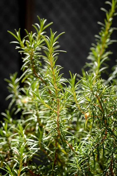 Closeup Rosemary Plant Italy Spring Rosemary Excellent Plant Used Seasoning — Stock Photo, Image
