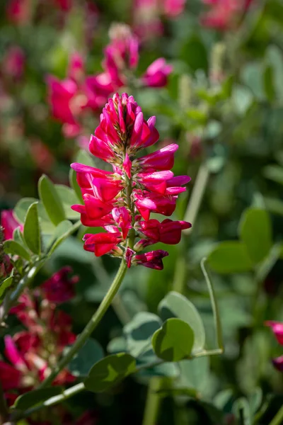 Sulla Coronaria También Llamada Madreselva Francesa Cabeza Gallo Sainfoin Italiano —  Fotos de Stock