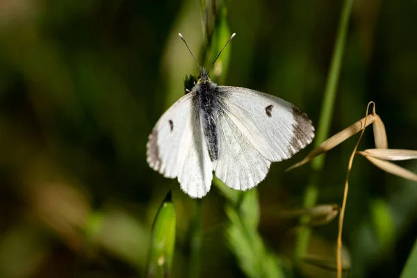 Pieris Brassicae Butterfly Also Called Cabbage Butterfly Cabbage White Cabbage — Stock Photo, Image