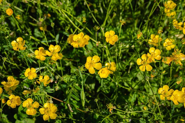 Primer Plano Flores Amarillas Verde Archivado Bajo Suave Sol Primavera —  Fotos de Stock