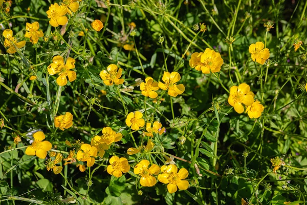 Primer Plano Flores Amarillas Verde Archivado Bajo Suave Sol Primavera —  Fotos de Stock
