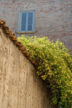 Yellow little roses on a wall of the medieval town of Urbino in the Marche region of Italy