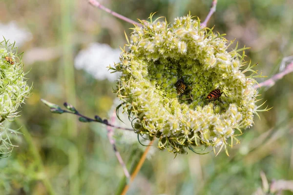 Macro Closed Wild Carrot Daucus Carota Visited Insects Close Lake — Stock Photo, Image
