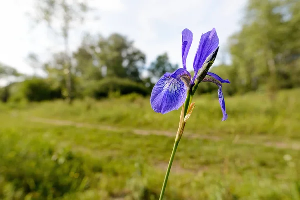 Iris Sibirica Commonly Known Siberian Iris Siberian Flag Growing Close —  Fotos de Stock