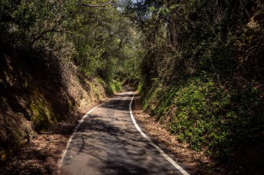 Pesaro 'dan San Bartolo Dağı' na giden dar asfalt yolda, ağaçların altında.