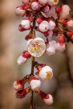 Kırmızı ve beyaz kayısı çiçekleri ve tomurcukları bir dalda, ilkbaharda güneşin altında
