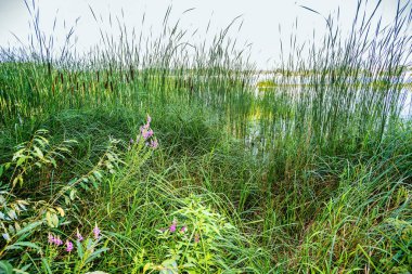 Pembe Lythrum Salicaria sıcak yaz güneşinin altında Kiev, Ukrayna 'daki Dinyeper nehrine yakın büyüyor.