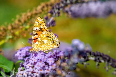 Bir Vanessa (Cynthia) cardui, Ukrayna 'nın Kiev kentindeki botanik bahçesinde mor bir Buda çiçeğinin üzerinde Nymphalinae.
