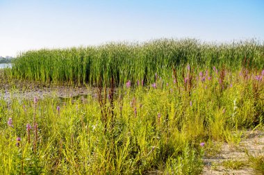 Typha latifolia, Nuphar lutea ve Butomus umbellatus Ukrayna 'nın Kiev kentindeki Dinyeper nehrinin suyunda.