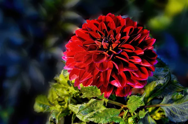 Sebuah Crimson Dahlias Yang Sangat Bagus — Stok Foto