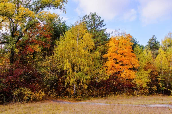 Autumn trees with colored leaves in the forest in autumn