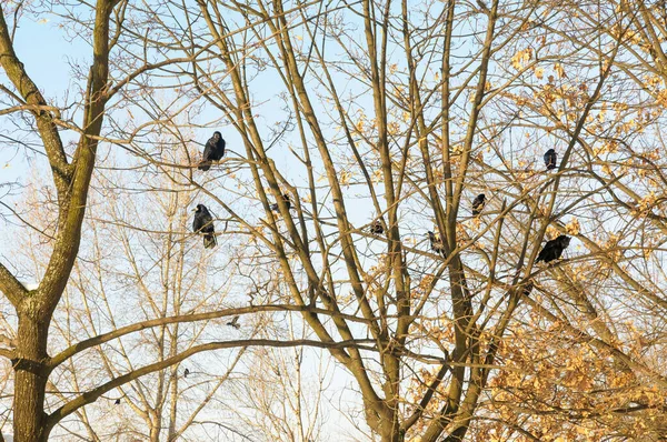 Hooded Crows Perched Top Tree Branches Waiting Take Flight Clear — Stock Photo, Image