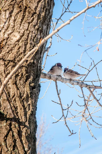 Pardais Domésticos Passer Domesticus Nos Ramos Álamo Durante Inverno Frio — Fotografia de Stock