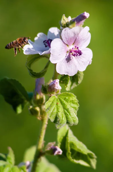 Bee Foraging Malva Thuringiaca Flower Dnieper River Kiev Ukraine Hot — Stock Photo, Image