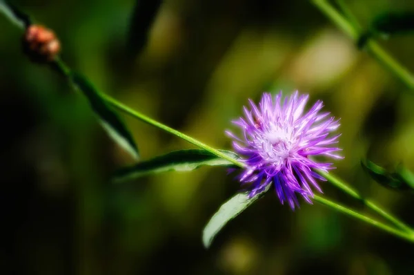 Centaurea Phrygia Alfaj Pszeudofrygia Virág Más Néven Paróka Knapweed Növekszik — Stock Fotó