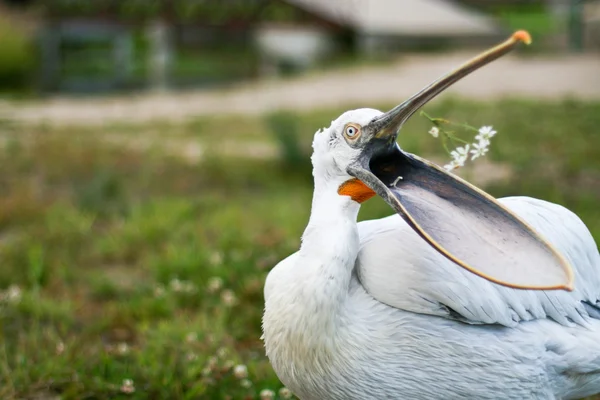 Pelicano Baço — Fotografia de Stock