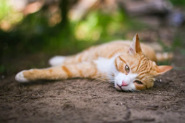 Кіт розслабитися — стокове фото