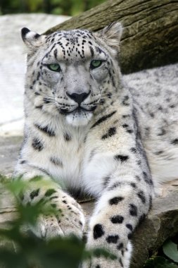 Kar Leoparı