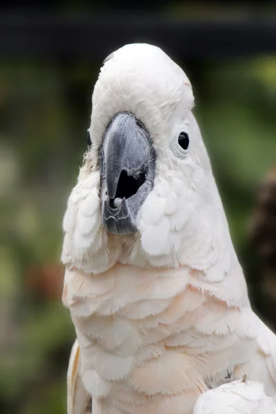 Cockatoo — Stock Photo, Image