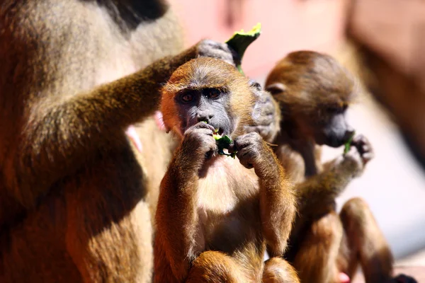 Young monkey — Stock Photo, Image