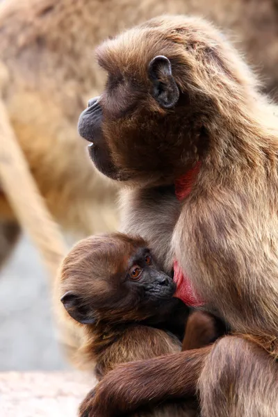 Mamma och kid apa — Stockfoto