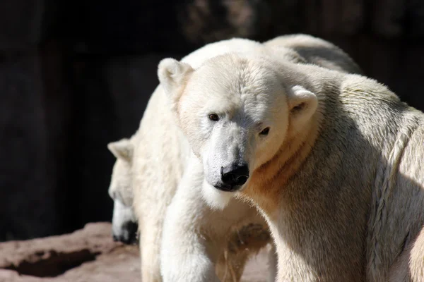 Ice - ή polarbear — Φωτογραφία Αρχείου