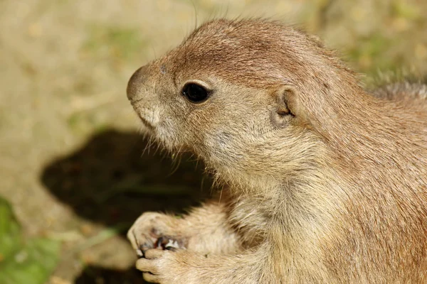 Prairie hund — Stockfoto