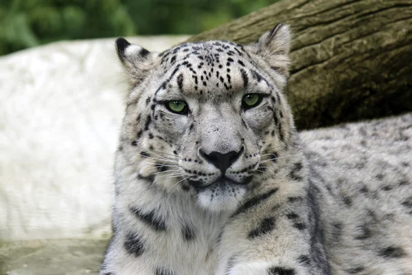 Retrato leopardo de nieve — Foto de Stock