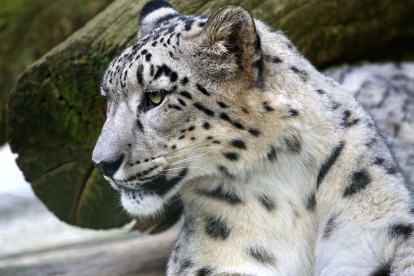 Retrato leopardo da neve — Fotografia de Stock