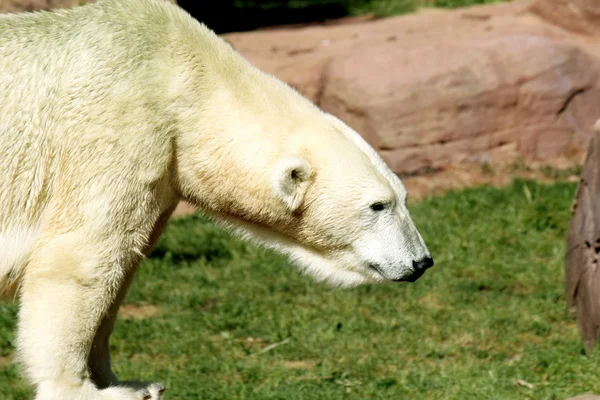 Urso polar — Fotografia de Stock