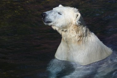 buz veya polarbear