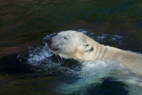 Oso de hielo o oso polar — Foto de Stock