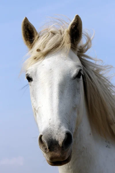 Cavalos brancos — Fotografia de Stock