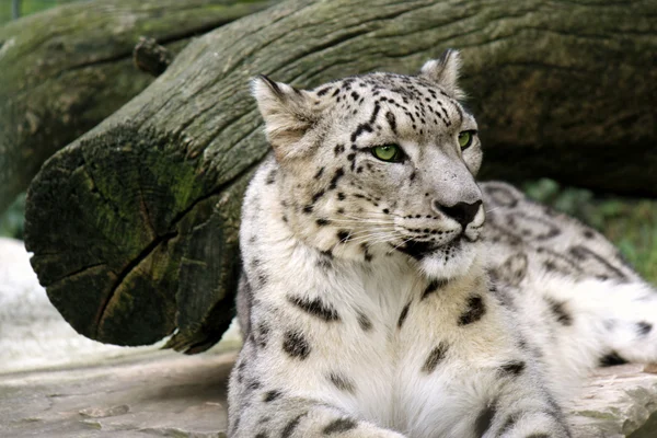 Leopardo de la nieve — Foto de Stock