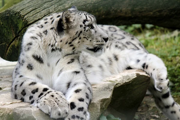 Leopardo da neve — Fotografia de Stock