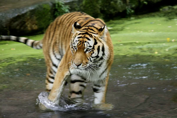 水のベンガルトラ — ストック写真