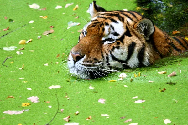 Бенгальский тигр в воде — стоковое фото
