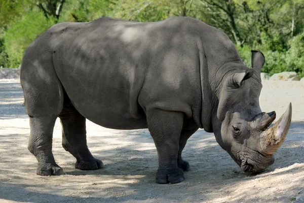 Rhino — Stock Photo, Image